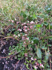 Micranthes nudicaulis