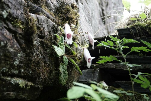 Oreocharis rosthornii