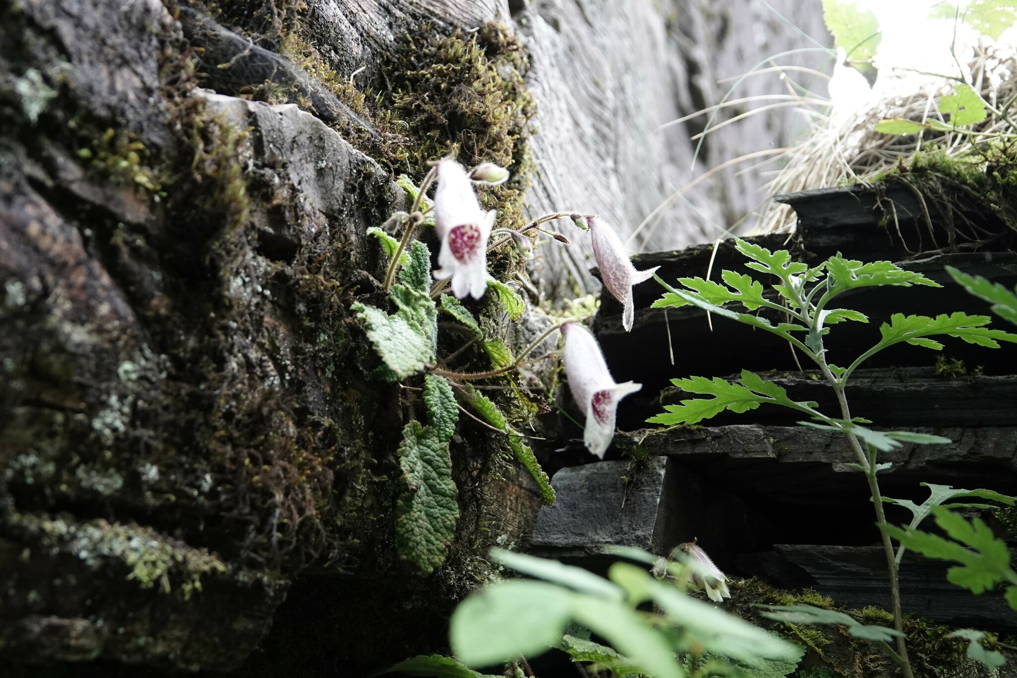Oreocharis rosthornii