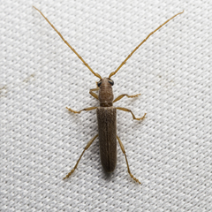 Aneflomorpha lineare