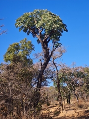 Cussonia transvaalensis