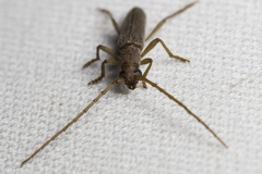 Aneflomorpha lineare