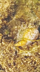 Cymatiidae