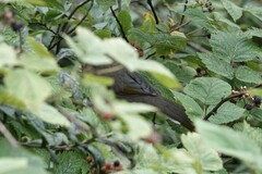 Trochalopteron elliotii