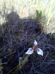 Moraea unguiculata