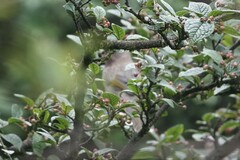 Trochalopteron elliotii