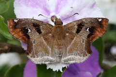 Odontoptilum angulata