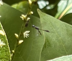 Gasteruption assectator