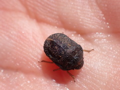 Psacasta tuberculata