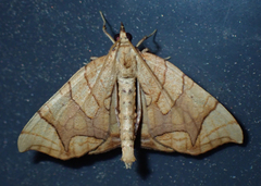 Eulithis diversilineata