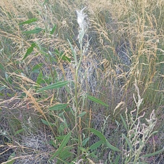 Atriplex patens