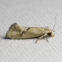 Acrolophus laticapitana