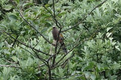 Trochalopteron elliotii