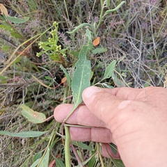 Atriplex patens