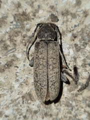 Trichoferus holosericeus