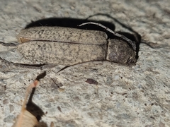 Trichoferus holosericeus
