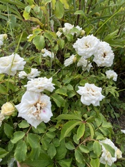 Rosa banksiae