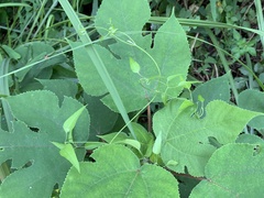 Clematis tamurae