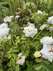 Rosa banksiae