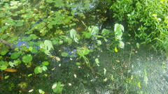Sagittaria guayanensis lappula