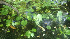 Sagittaria guayanensis lappula