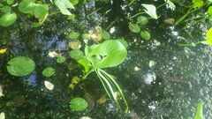 Sagittaria guayanensis lappula