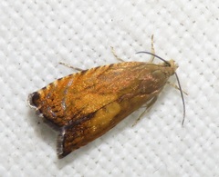 Pammene aurita