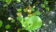 Sagittaria guayanensis lappula