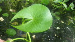 Sagittaria guayanensis lappula