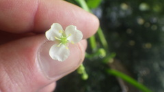 Sagittaria guayanensis lappula