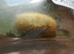 Eriogaster arbusculae