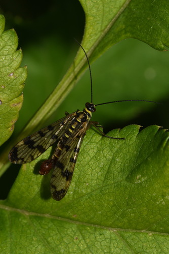 Panorpa vulgaris