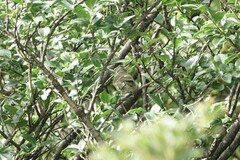 Sylviparus modestus