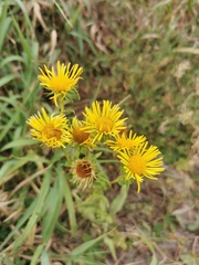 Pentanema britannica