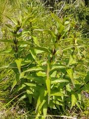 Gentiana asclepiadea