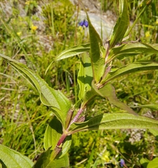 Gentiana asclepiadea