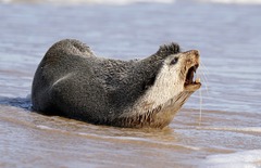 Arctocephalus tropicalis