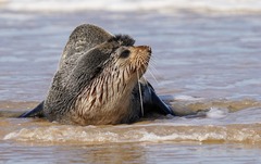 Arctocephalus tropicalis