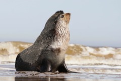 Arctocephalus tropicalis