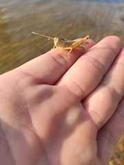 Heteracris pterosticha