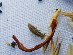 Chrysoperla carnea