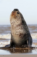 Arctocephalus tropicalis