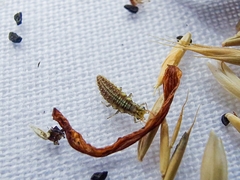 Chrysoperla carnea