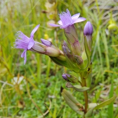 Gentianella