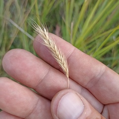 Hordeum bogdanii