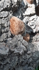 Fomitiporia hippophaeicola