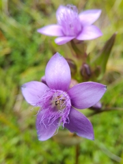 Gentianella