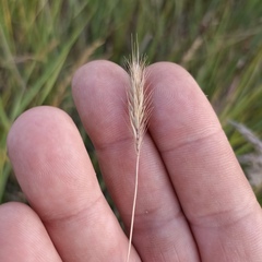 Hordeum bogdanii