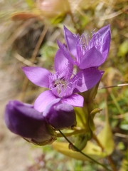 Gentianella