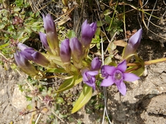 Gentianella